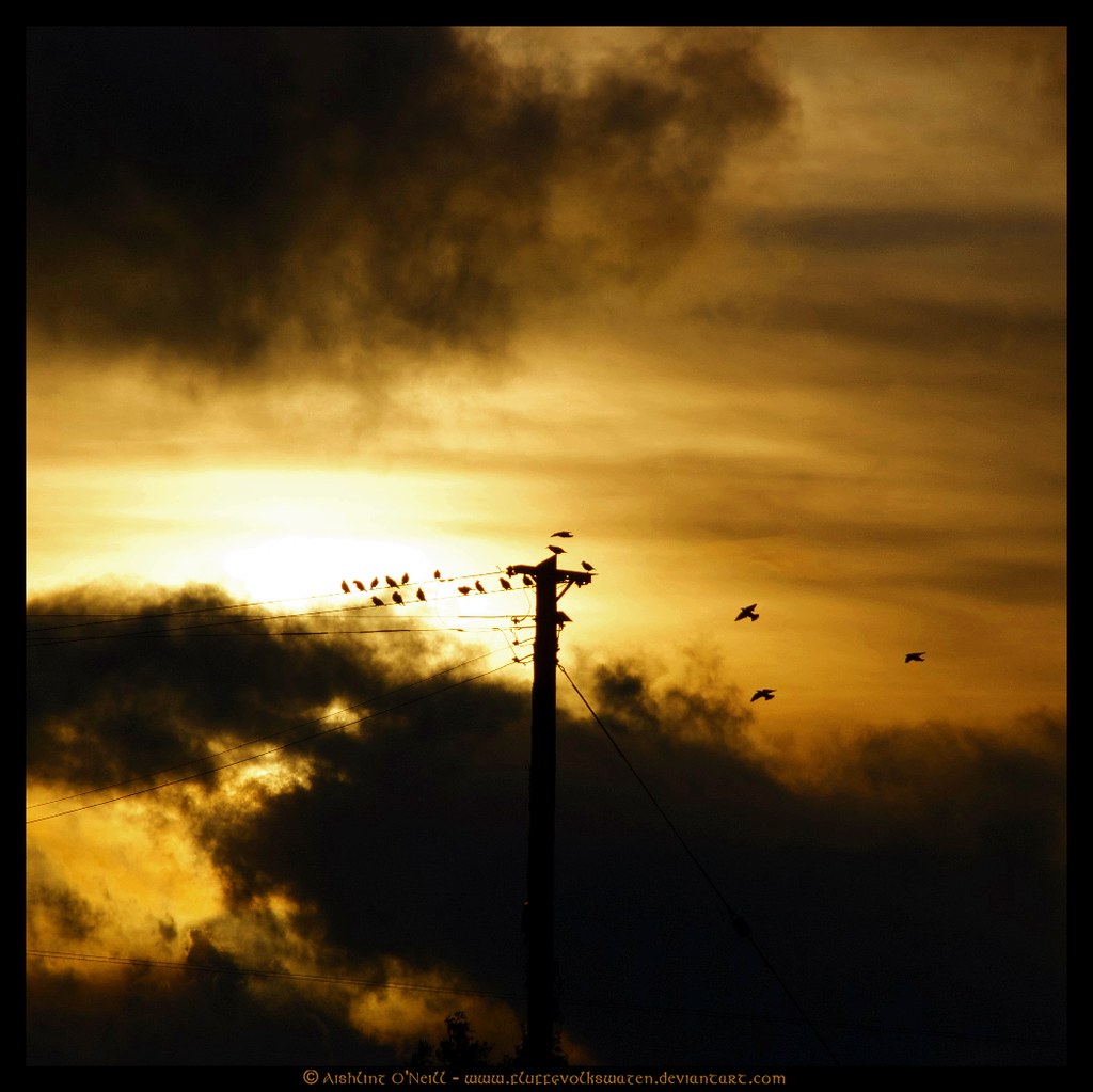 Bird On A Wire by Aishling O'Neill