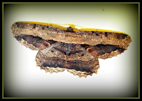 Moth #3 | Lance Bray | Flickr
