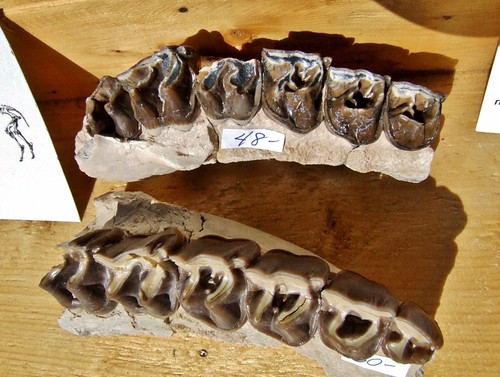 Running Rhino Teeth | The Running Rhino, or Hyracodon, was a… | Flickr