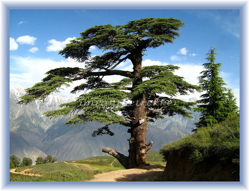 The aromatic cedars of Chitral gol national park