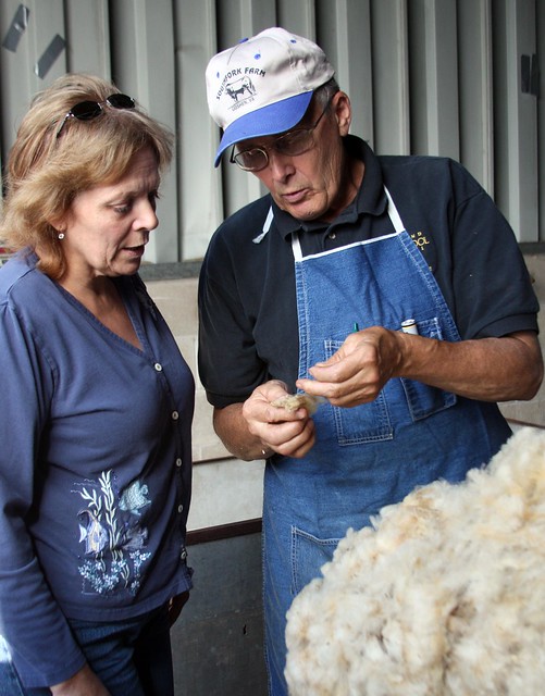 Examining wool