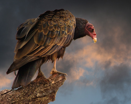 Turkey Vulture by beachwalker2007