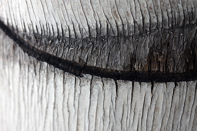 Palm Tree Bark: Curve
