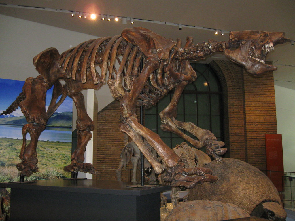 Giant ground sloth skeleton | In the Gallery of the Age of M… | Flickr