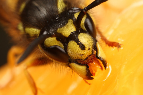 Wasp by Scott Thompson aka macrojunkie