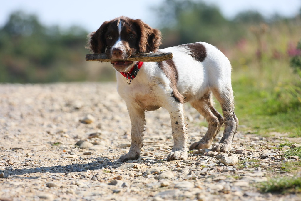 How Much To Feed An English Springer Spaniel Puppy?