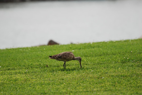 Probing bird_0066 | by raphaelmazor