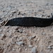 Flickr photo 'Black Slug' by: Paul J. Morris.