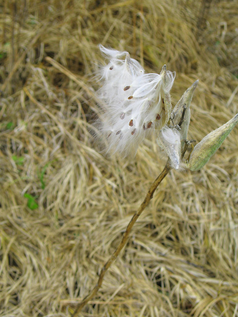 Milkweed pod and seeds