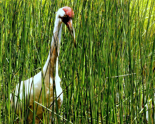 Hiding in plain sight. (Whooping Crane)