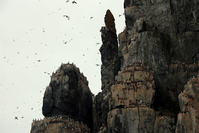 bird cliffs- guillemot colony