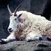 Flickr photo 'Goat, Mountain -1- (Oreamnos americanus)' by: Robertsphotos1.