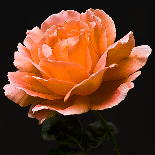 b7570 A Sunday Rose of Salmon-Pink