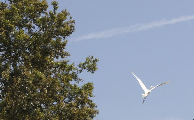 Great Egret In Flight!