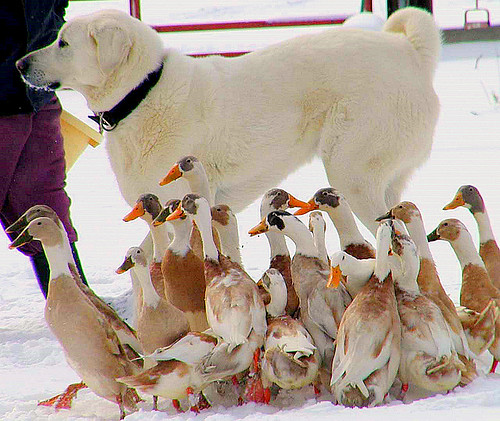 dog snow ducks indianrunnerducks c2100 featheryfriday akbashdog livestockguardiandog