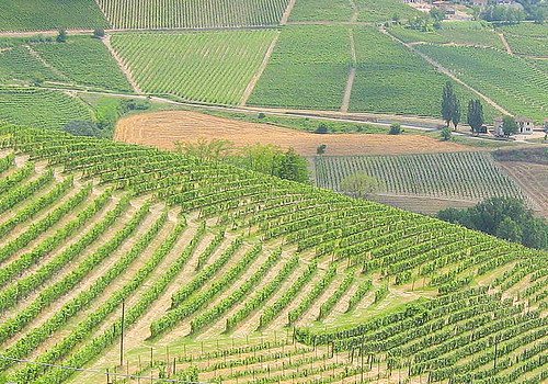 Vineyards, Piemonte | by Conundrum37