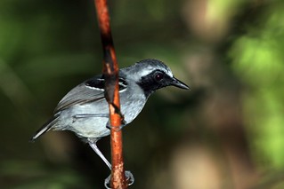 Black-faced Antbird, Allpahuayo-Mishana Reserve, Peru, 2006_12_22 025.jpg | by maholyoak