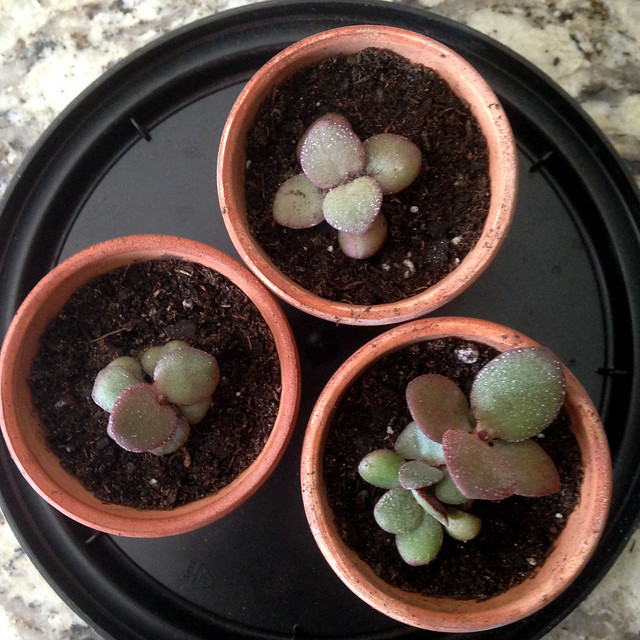 Baby Jades repotted