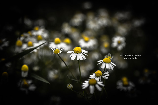 Daisy and shadow / Marguerite et ombre