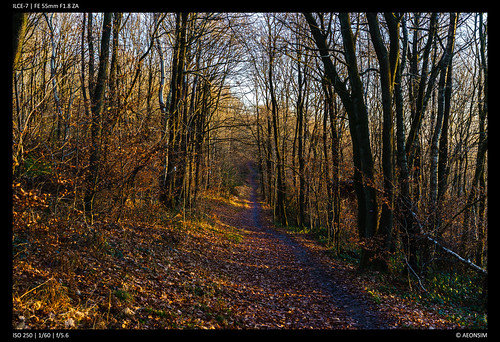 sonyzeisssonnarfe1855mmza dawn sunrise woods forest woodland hill liege belgium sarttilman universityofliege sony ilce7 fullframe path landscape 55mm sonnar5518za