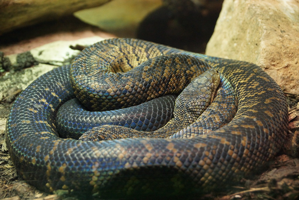 Jamaican Boa or Yellow Snake (Epicrates Subflavus), Reptil…