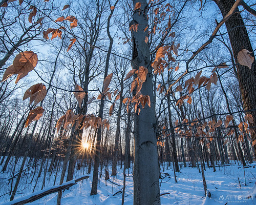 trees winter light snow leaves backlight sunrise woods michigan annarbor goldenhour