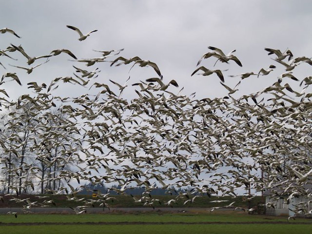 Flock Of Snow Geese