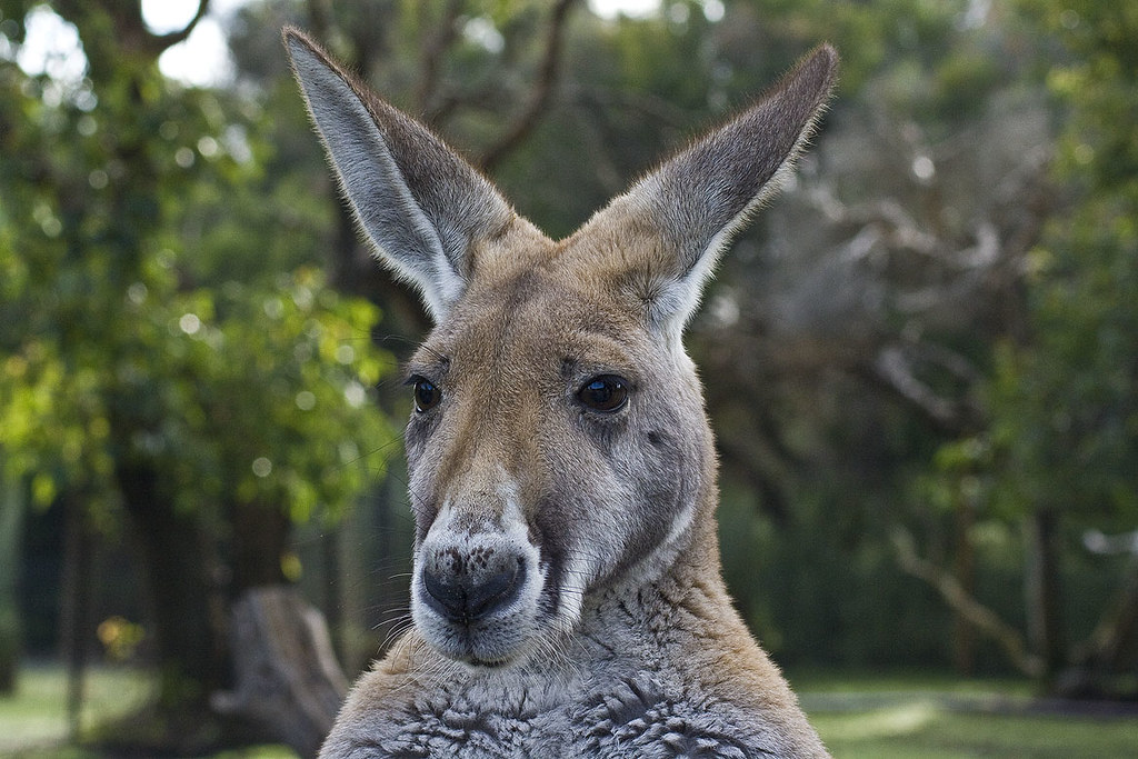Kangaroo | Finally... the kangaroos! THE australian animal. … | Flickr