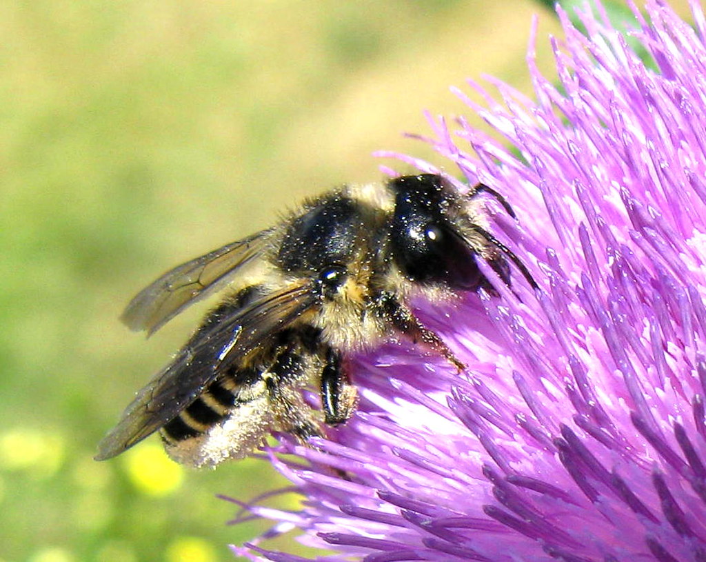 Crester Insect Critters | Flickr