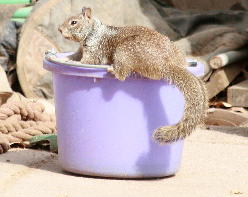 Squirrel In A Bucket! | by xxmemorabilia
