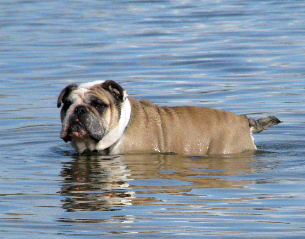 Bulldog in WATER?!? | Scott Kinmartin | Flickr