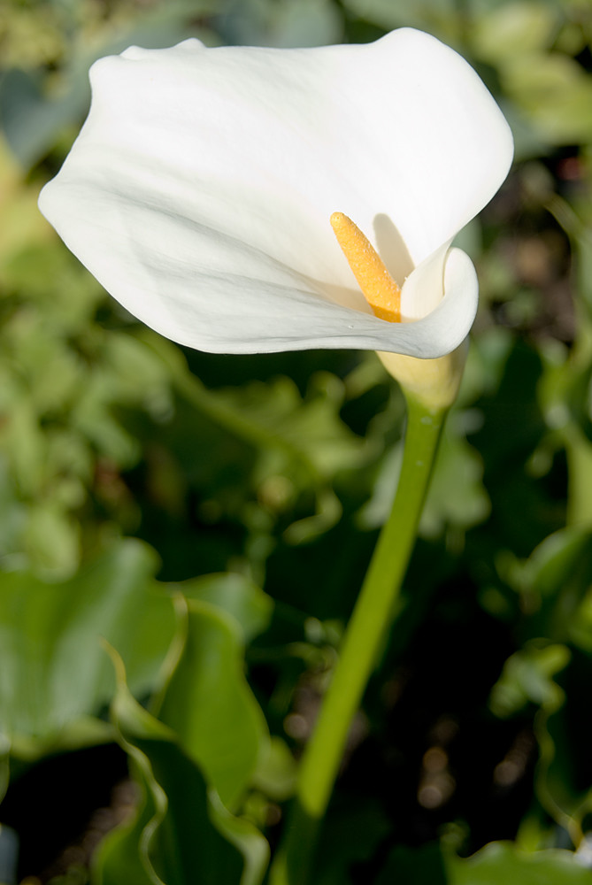 Lily but not a Lily | Calla lily or Arum Lily (Zantedeschia)… | Flickr