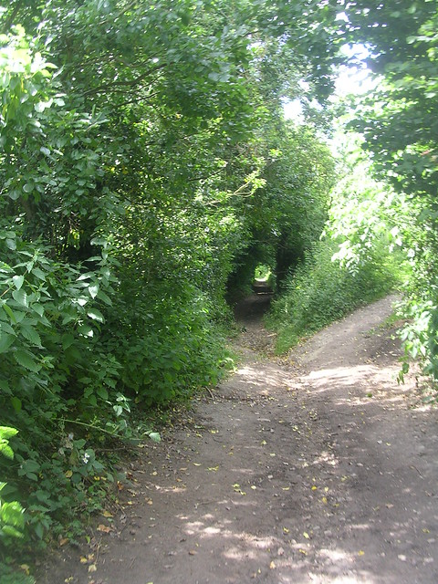 Big cats eye A large imaginary cat peers down the bridleway. Luckily we turned right before it could pounce. Lots of leafy tunnels on this walk. Milford to Godalming