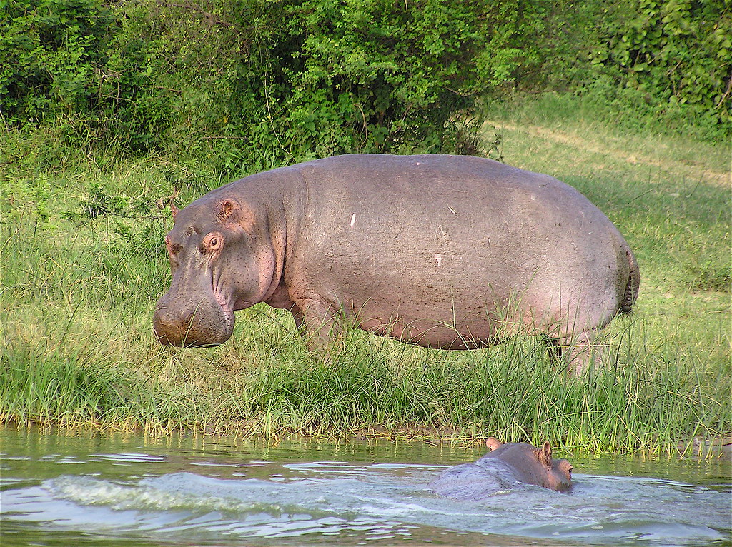 Hippo 1 Hippo of Kazinga Channel, Hipopòtams, Hippopotamus. 