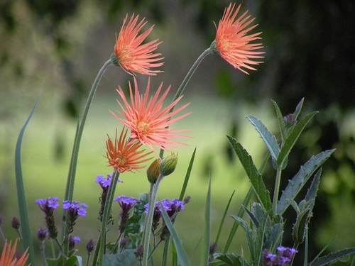 Pretty flowers | by CrazyDinx