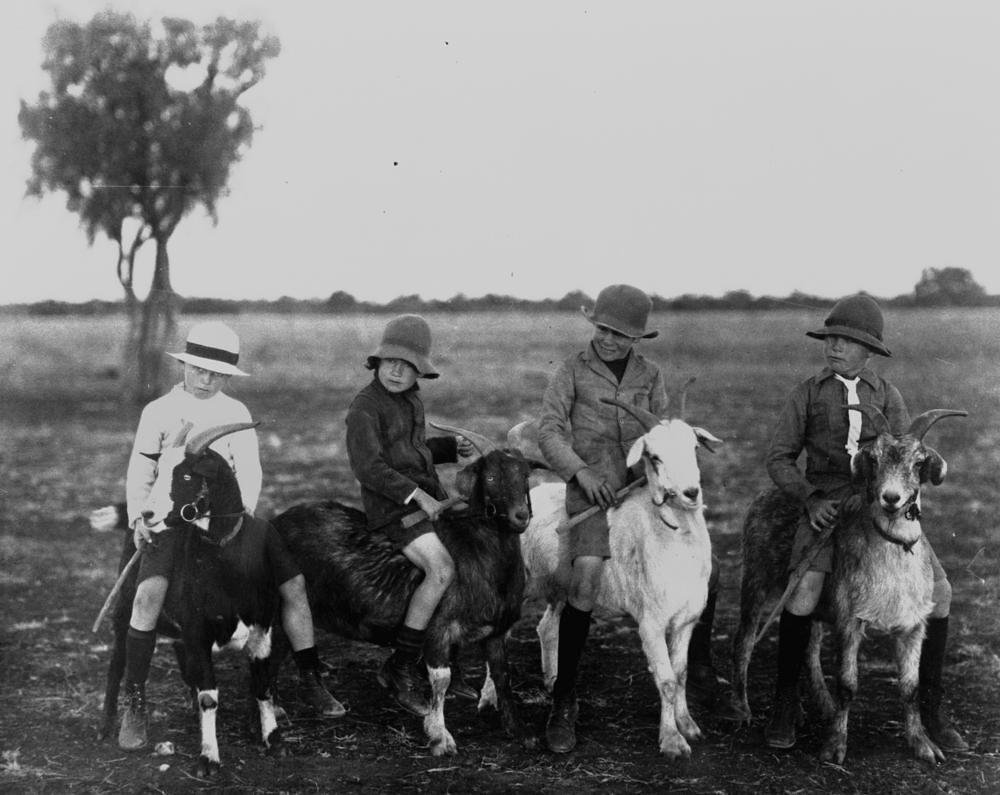 Four boys riding goats, ca. 1918