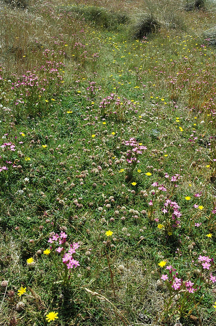 Mosaic vegetation with Centaurio-Saginetum (pioneers) & Trifolio-Agrostietum (grassland)