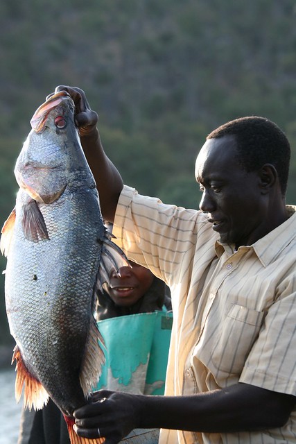 Big Fish Catch near Musoma Lake Victoria Tanzania East Afr…