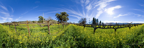 panorama landscape vineyard 360 napa mustard hdr highdynamicrange vr equirectangular sdosremedios ©stevendosremedios size1x3