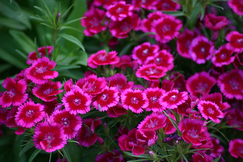 2006_05_15 UNM Flowers 1
