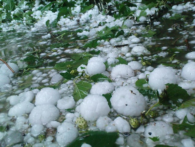 Big Hailstones... under a Mulberry tree!