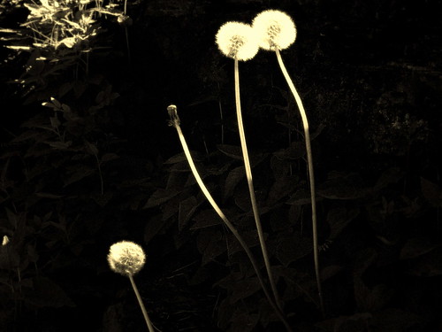 dandelion by Number Six (6)