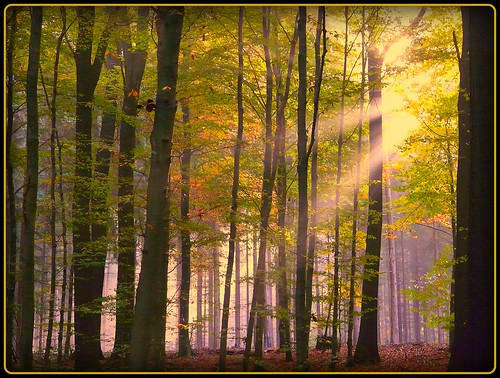 herbstlicher Wald bei Siegburg by NPPhotographie