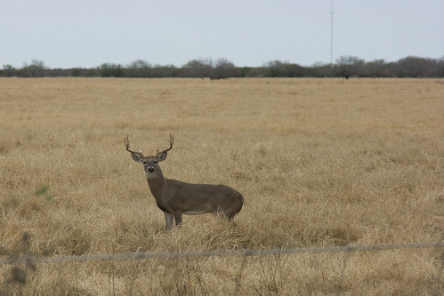 texas kingranch deer antlers buck kingsville canon24105mm rebelxti santagertrudisdivision
