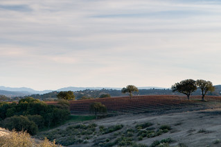 vinyard sunset no. 2