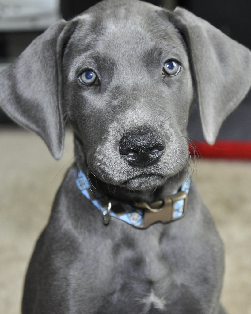 My Female 10 Week Old Blue Great Dane Puppy Named Vill Flickr