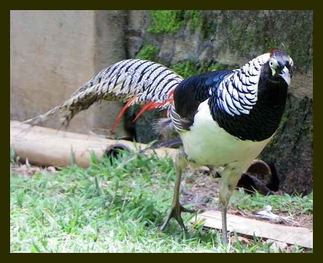 Karanji Kere  - Pheasant