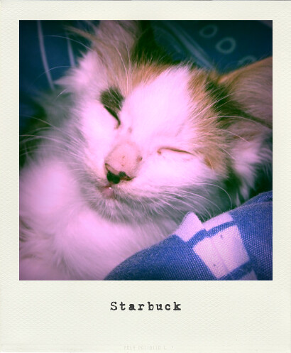 Starbuck - Polaroid