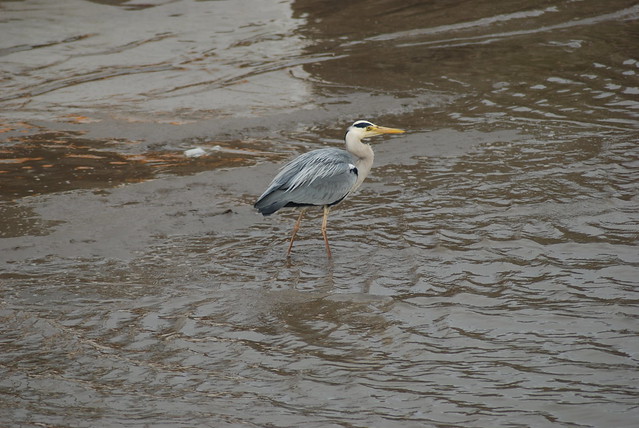 Heron at Passage East, Co. Waterford
