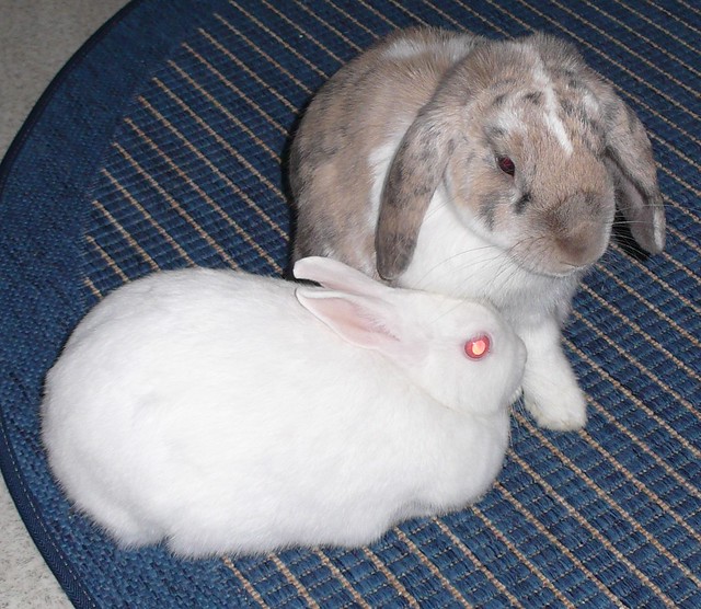 Bunny love ;D